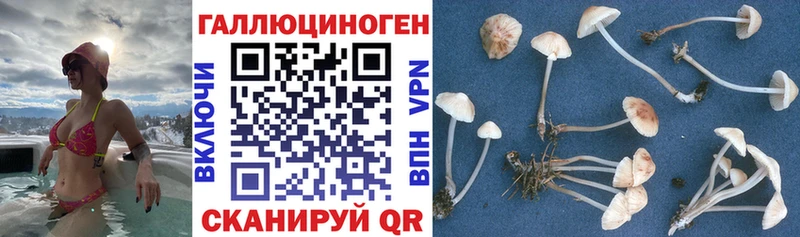 Купить  Кочубеевское  Галлюциногенные грибы Magic Shrooms 